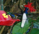 Violet-bellied Hummingbird, White-Necked Jacobin
