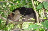 Tamandua anteater,Tamandua mexicana