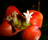 Hot Lips, Psychotria, Flowers