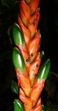Aphelandra sp. fruit