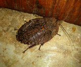 Bathroom Visitor