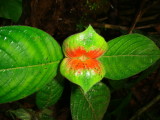 Hot Lips, Psychotria sp.