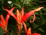 Flower, Aphelandra, Acanthaceae