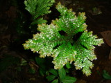 Lycophyte: Selaginella