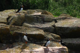 Atlantic Puffins