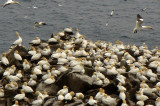 Northern Gannet Colony