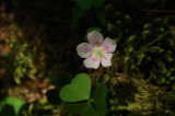 Spring Beauty - Claytonia caroliniana