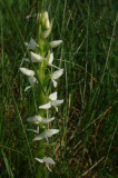 LadiesTresses - Spiranthes sp.