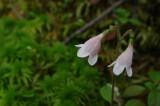 TwinFlower - Linnaea borealis