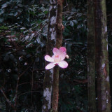 Flower Growing from Tree Trunk