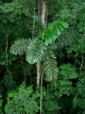 Palm