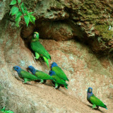 Yellow-crowned Parrot, Blue-headed Parrot