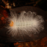 Larva, looks soft, but dont touch