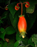 Gesneriad. Kohleria affinis