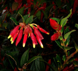 Ericaceae