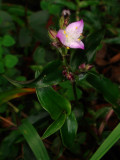 Flower, Tradescantia species