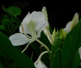 Ginger, Hedychium coronarium