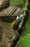 Toucan-Barbet