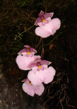 Orchid