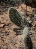 Prickly Pear, Opuntia sp.