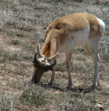Pronghorn in Bryce NP