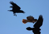Common Ravens/Red-tail Hawk
