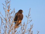 Harlans Red-tail Hawk