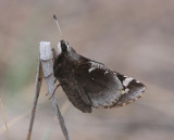 Yucca Giant-Skipper