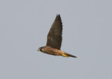 Peregrine Falcon (juvi, Peales-like)