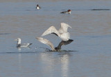 Thayers and Iceland Gulls