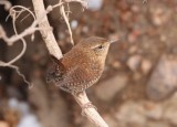 Winter Wren