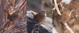 Winter Wrens