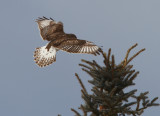 Ferruginous Hawk