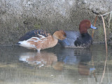 Fulvous Whistling-Duck