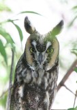 Long-eared Owl