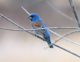 Blue Grosbeak