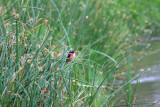 Malachite Kingfisher