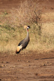 Crowned Crane