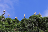 Yellow Billed Storks