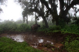 Cape Buffalo