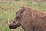 Male Warthog
