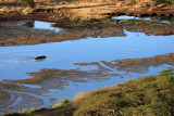 Lone Hippo