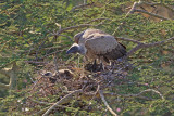 vulture and young atop acacia