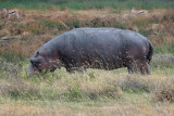 Foraging hippo