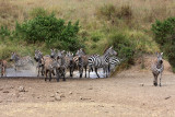 Skittish zebras going for a drink