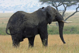 Triumphant elephant