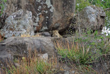 Leopard perched on kopje
