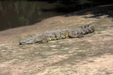 Nile Crocodile