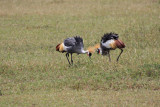 Crowned Cranes