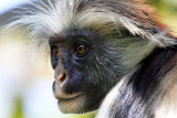 Red Colobus